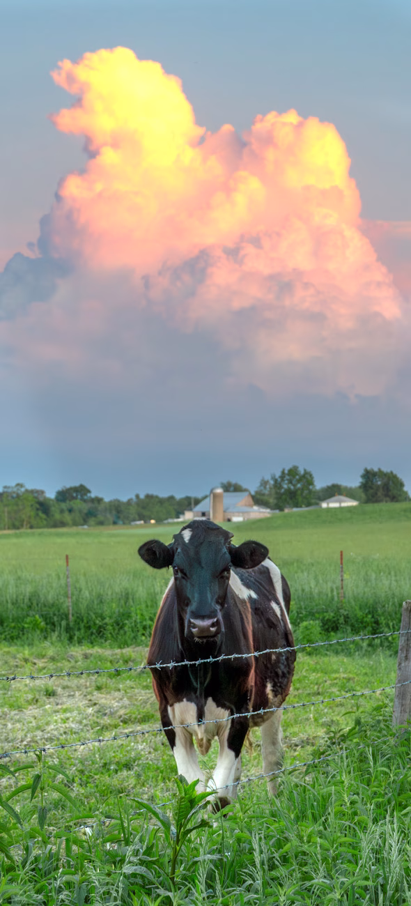 Large animal veterinarian in southwest Indiana