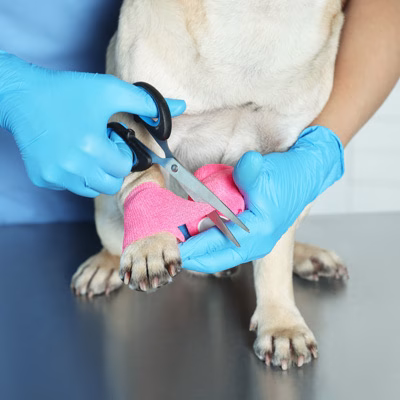 Pet Urgent Care