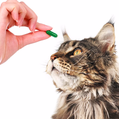 Pet Pharmacy